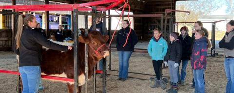beef clipping
