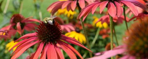 close up of flowers wiht a bumblebee