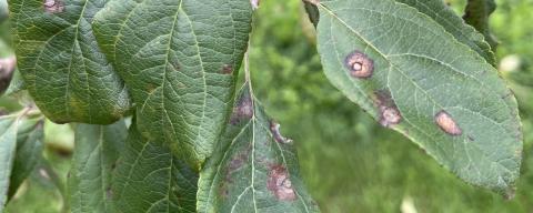 Frogeye leaf spot and black rot and on Apple