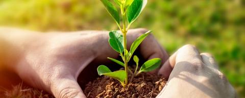hands with plant