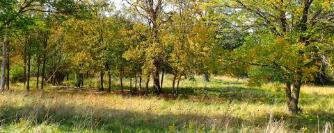 trees with grass underneath
