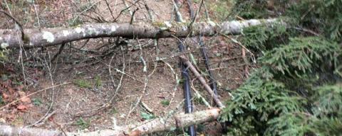 maple trees and sap lines with storm damage