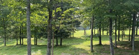 trees and grass