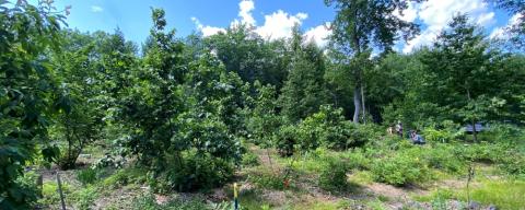 trees and garden