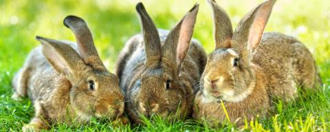 three brown rabbits laying in grass