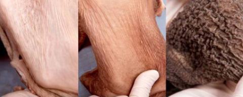 Three photos of the rumen of a calf. On the left, the rumen appears smooth while the photo in the middle shows some texture and the photo on the right appears to have many ridges and valleys.