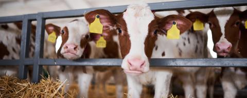 Young calf in a nursery for cows in a dairy farm. 