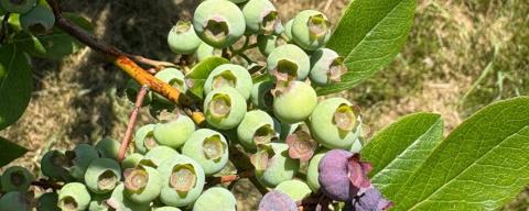 shriveled blueberries with green (non-ripe) blueberries