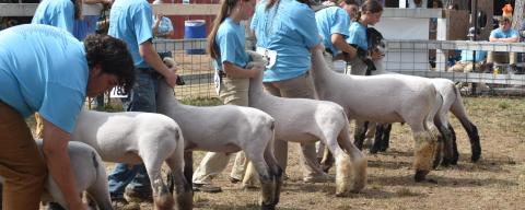 sheep at the livestock auction