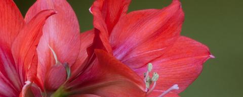 Can Get My Amaryllis to Bloom Again? | Extension