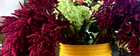 Red flowers in a Home Depot bucket