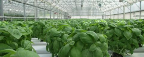 basil growing in a greenhouse with correct sunlight