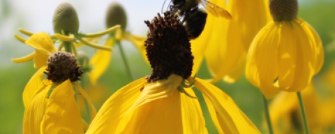Bee on yellow coneflower