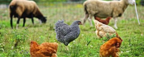 chickens in pasture