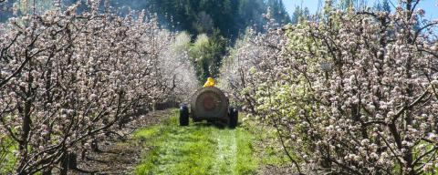 farmer spraying apple trees