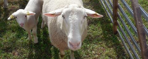 An adult sheep and a young sheep stand together and look up into the camera.