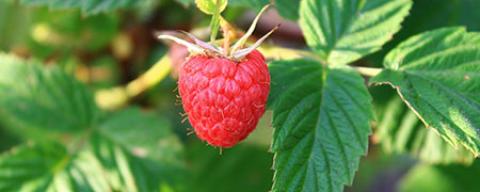 Growing Fruits: Raspberries and Other Bramble Crops