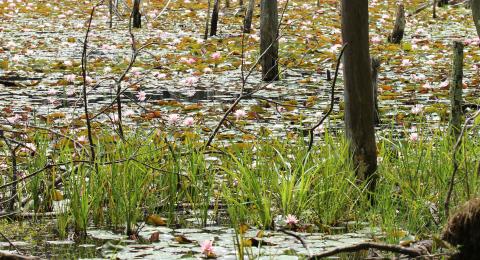 Wetlands with lily pads