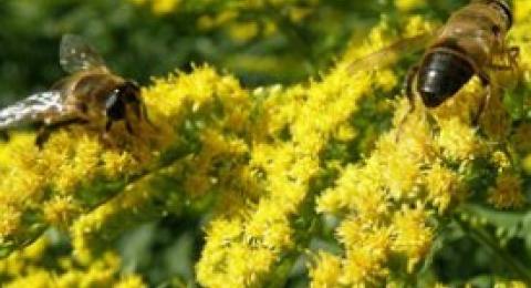 Bees on goldenrod flowers.