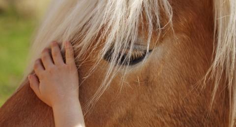 Hand of a child stroking a horse's head.