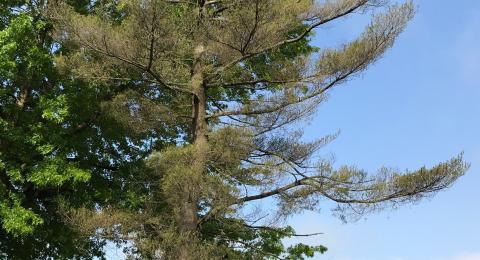 Distressed white pine tree