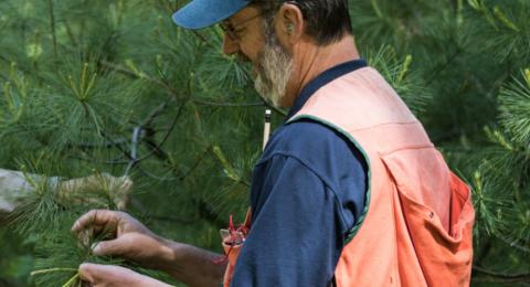 forester examining a white pine