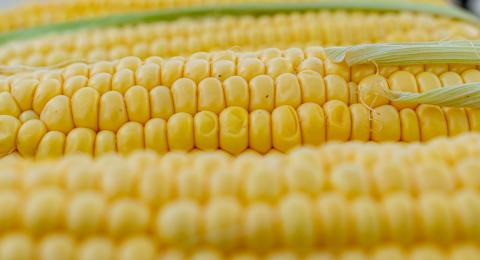 Sweet corn closeup