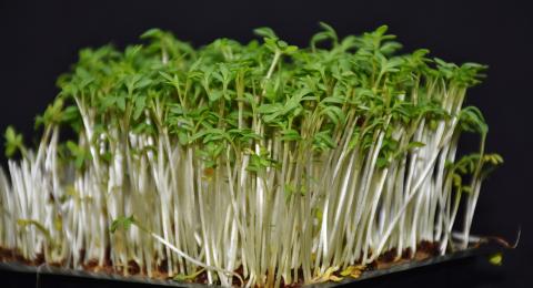 Pictured is a container with microgreens like gardencress.