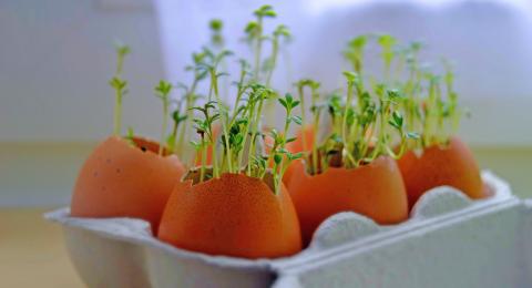 Microgreens in egg shells