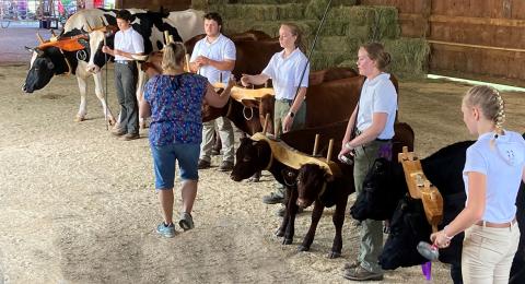 Working Steer Show at the Fair 2022
