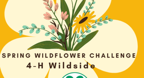 Spring Wildflower Challenge image of the patch to earn