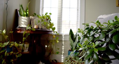A variety of house plants in a window and livingroom