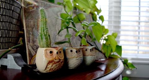 a cactus and other houseplants with three owl planters