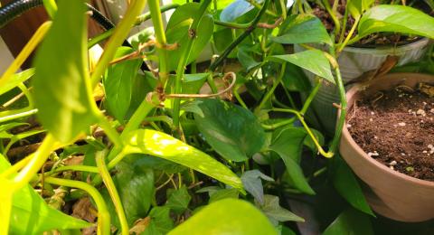 houseplants crowded together