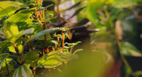 houseplants in a window