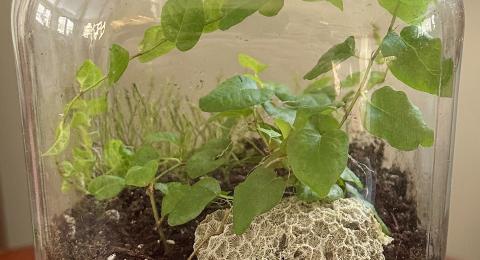 Plants in a jar terrarium