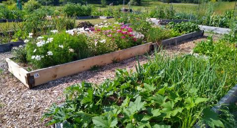 Raised bed community gardens - Wagon Hill Durham NH