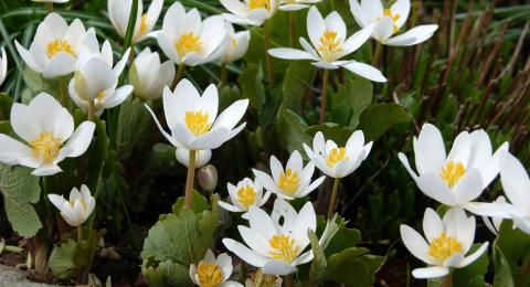 bloodroot