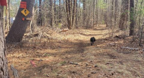 black dog walking on a wooded trail