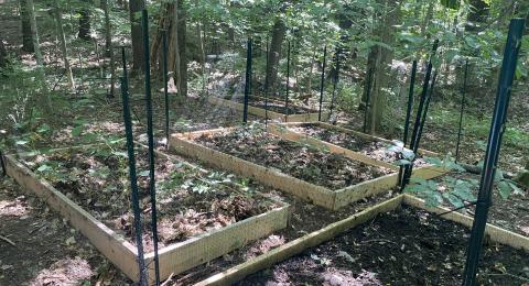 garden beds in forest