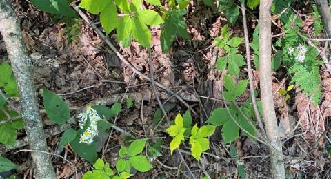 forest undergrowth