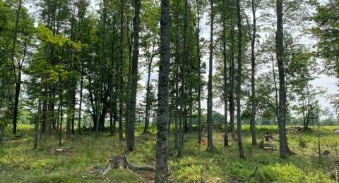 trees and grass