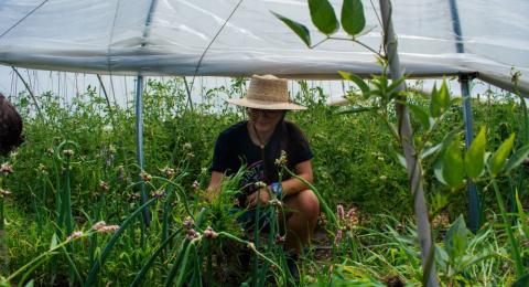 intern in a garden plot next to high tunnel
