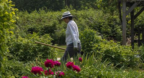 A gardener attends to plants