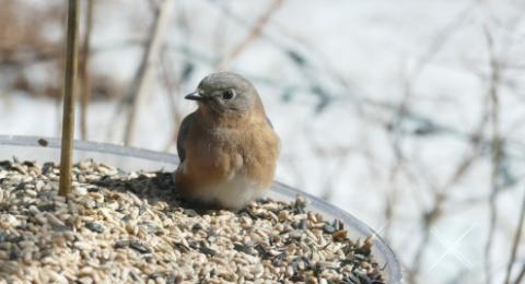 A bluebird at a birdfeeder. The bird is sitting among the seeds in the dish-like feeder. In the background is snow and trees.