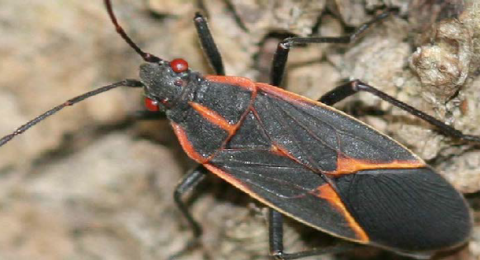 Boxelder Bug