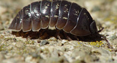 Pillbugs: An interactive investigation into animal behaviors [STEM  Activity] | Extension