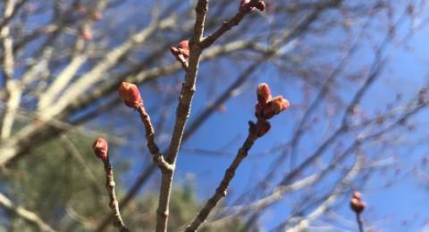 red maple buds