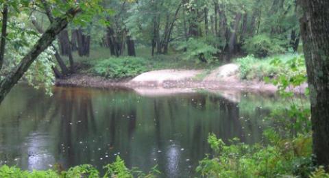 A floodplain forest. A body of water runs through a forest.