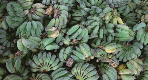 Several bunches of green plantains.